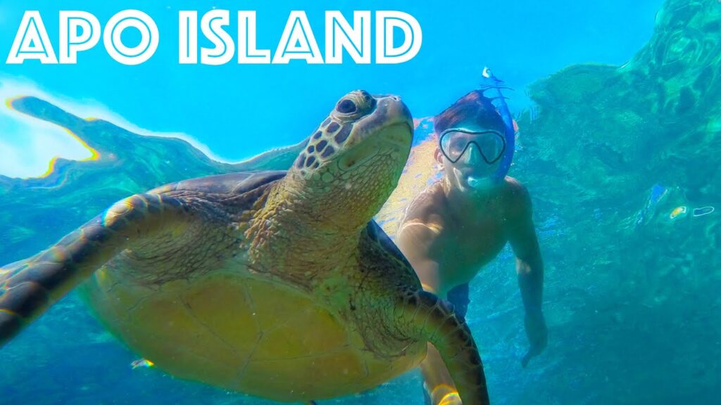 SEA TURTLE ISLAND! APO ISLAND, PHILIPPINES